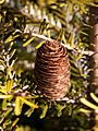 Abies koreana Lutea IMG_4611 Jodła koreańska